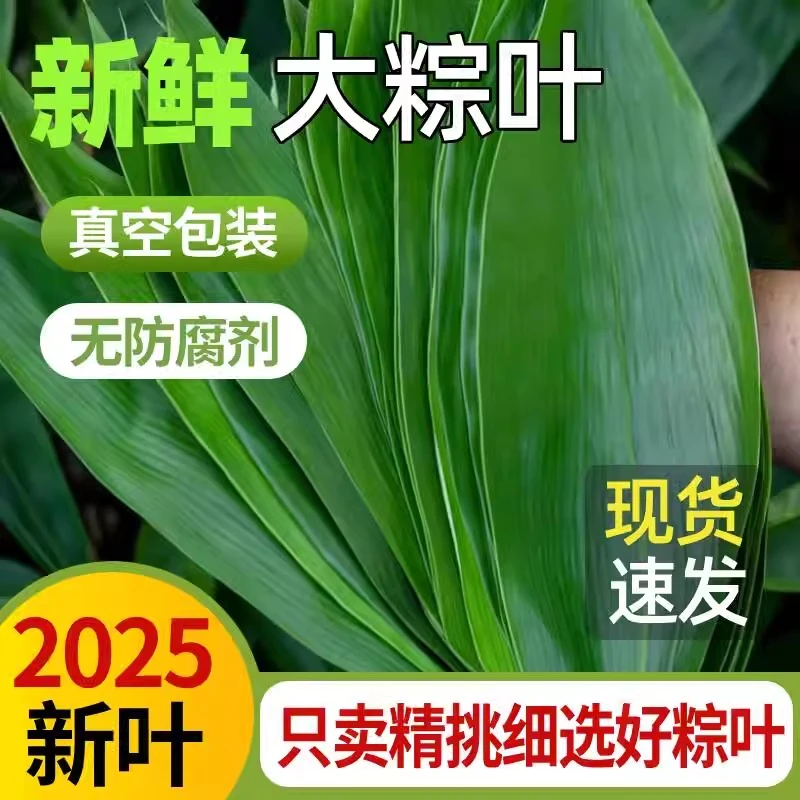 【低价甩卖】新鲜特大号粽叶野生真空包装端午节特大模具家用DIY粽