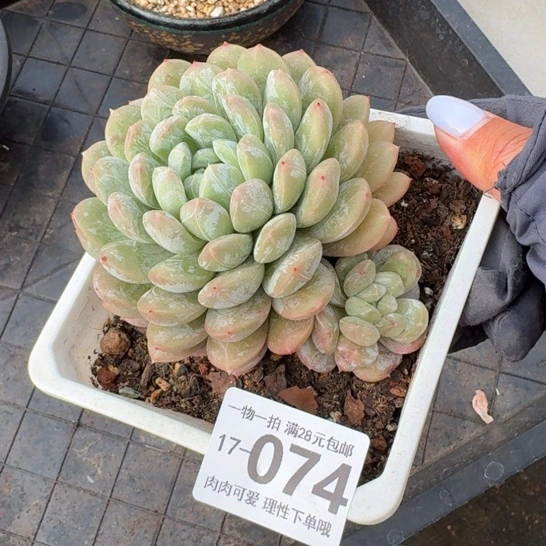 百达翡翠无盆土发货无盆