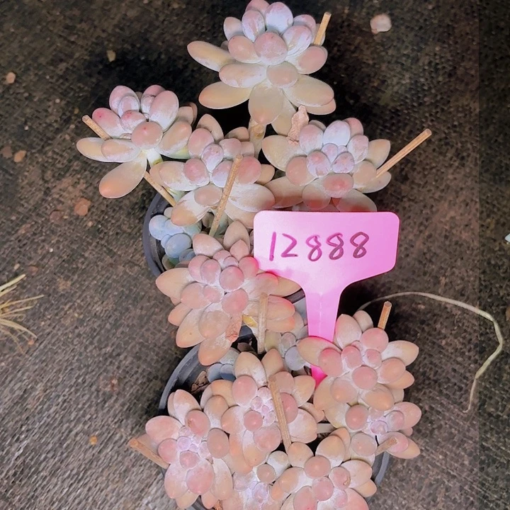 ?****?汤圆一物一拍12888...