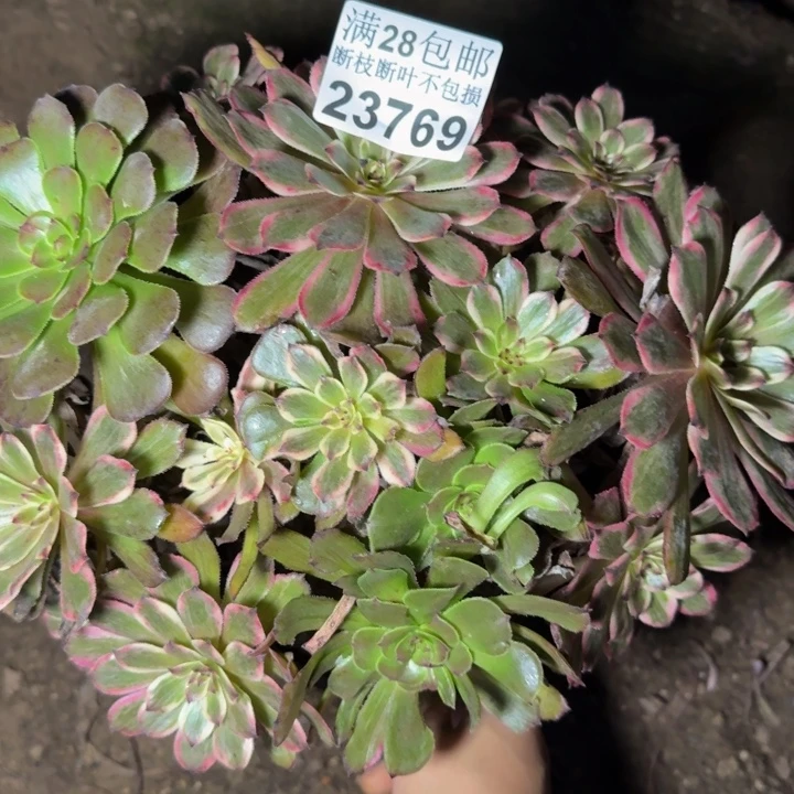 23769紫霞多肉植物