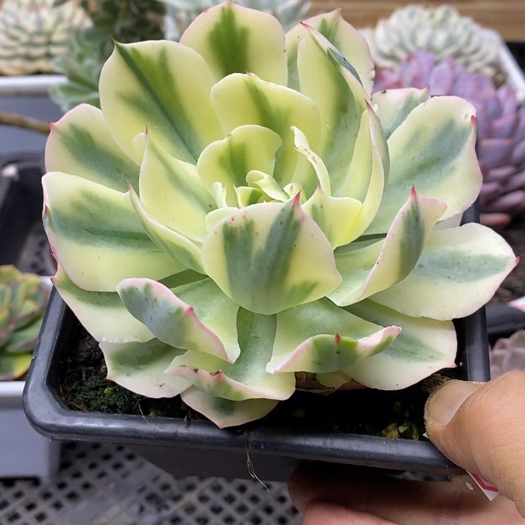 1406 大海啸覆轮锦 需延时发货