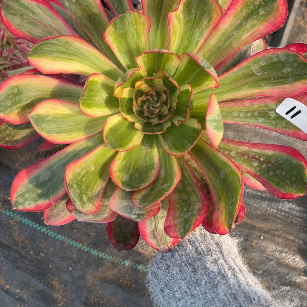 11巫毒白多肉多肉多肉