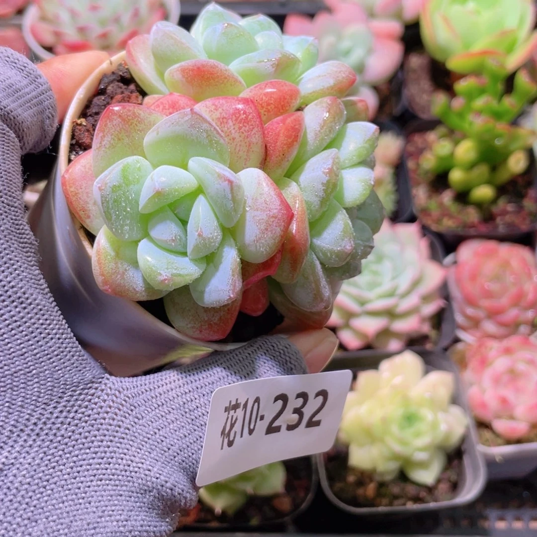 花利美 10-232冰玉群