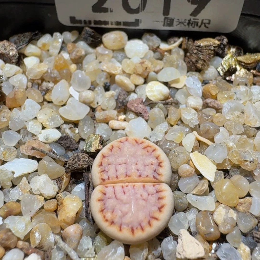 Ssss精品生石花2019