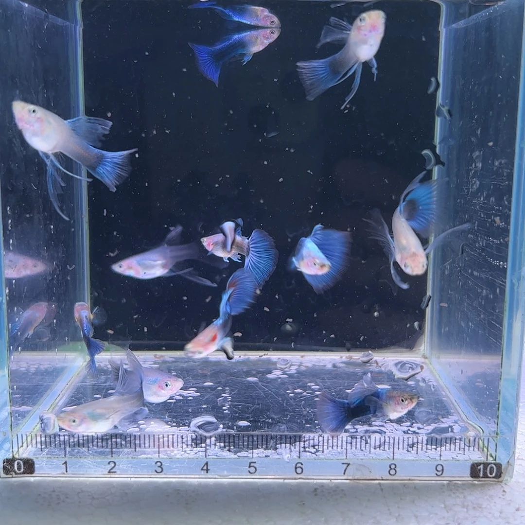 孔雀鱼蓝礼服缎带 2对