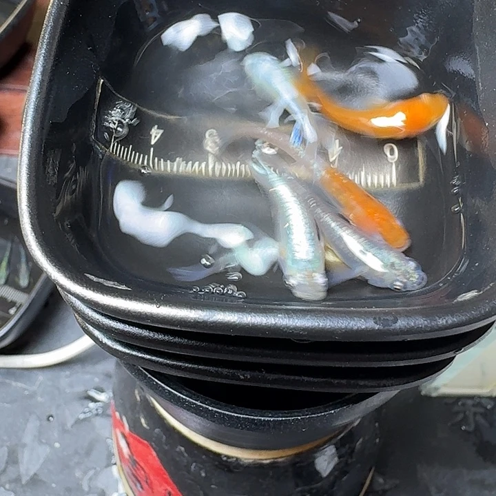 青鳉鱼12号拍品精品混搭
