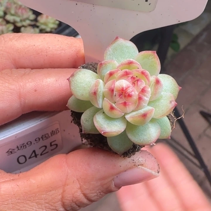 424号优选珍妮