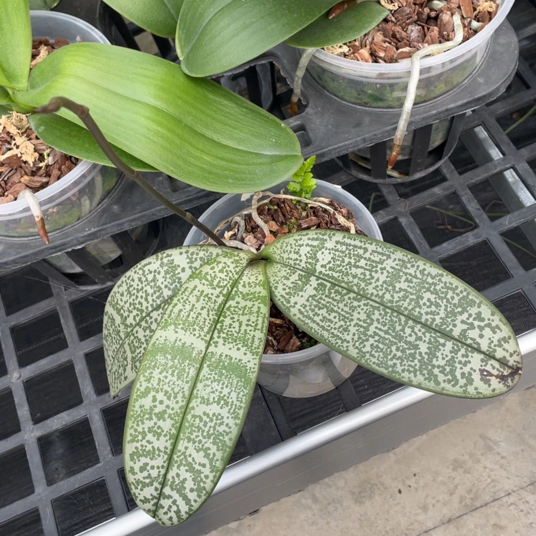 当前无花栽培后可以开花