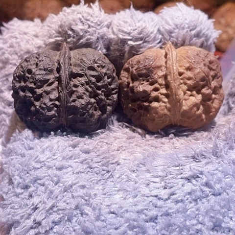 把件文玩核桃黑山老蟾阴皮色差41