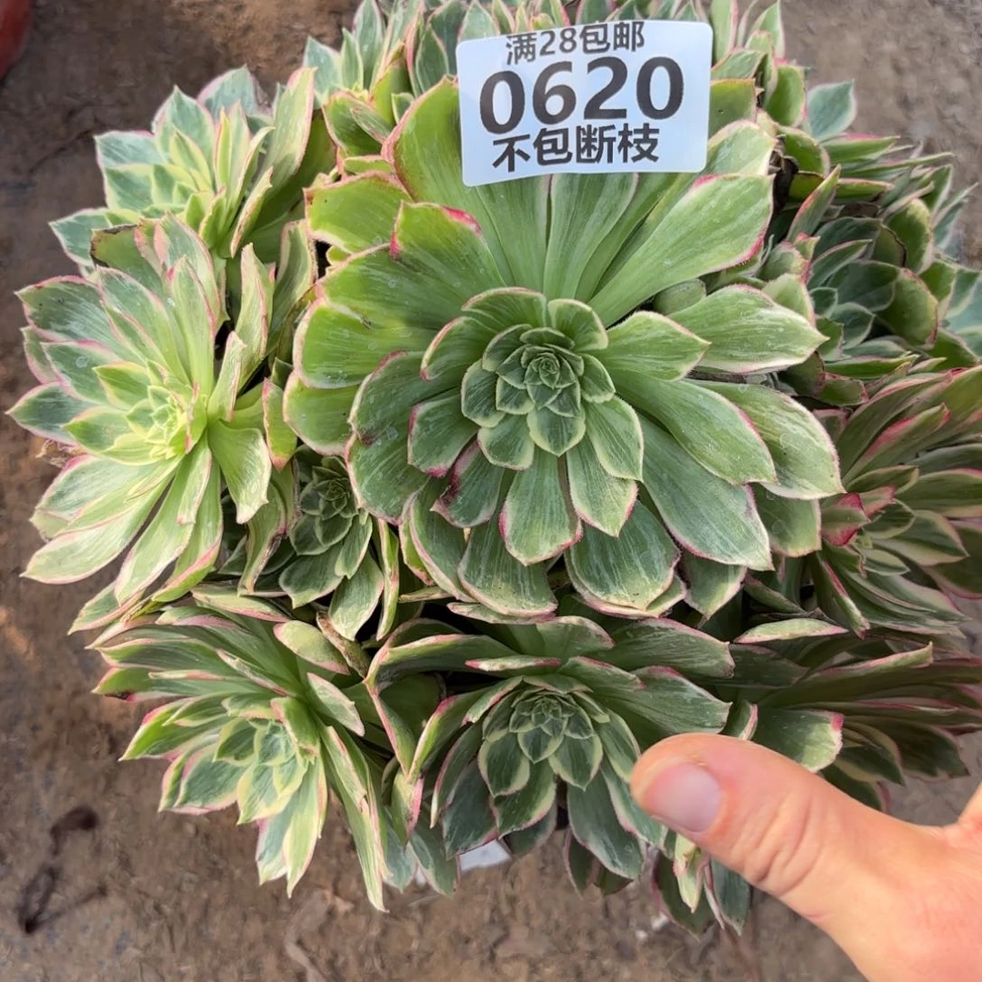 水蜜桃多肉植物12-620