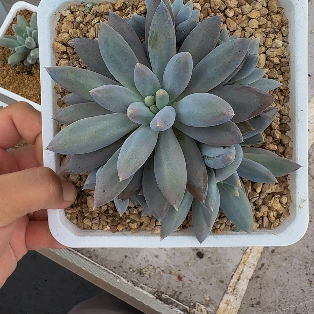 焦糖体 哥特 5头 一物一拍