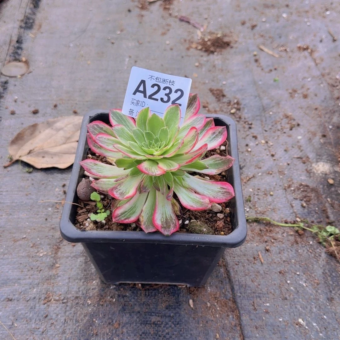 咖*精品多肉植物232