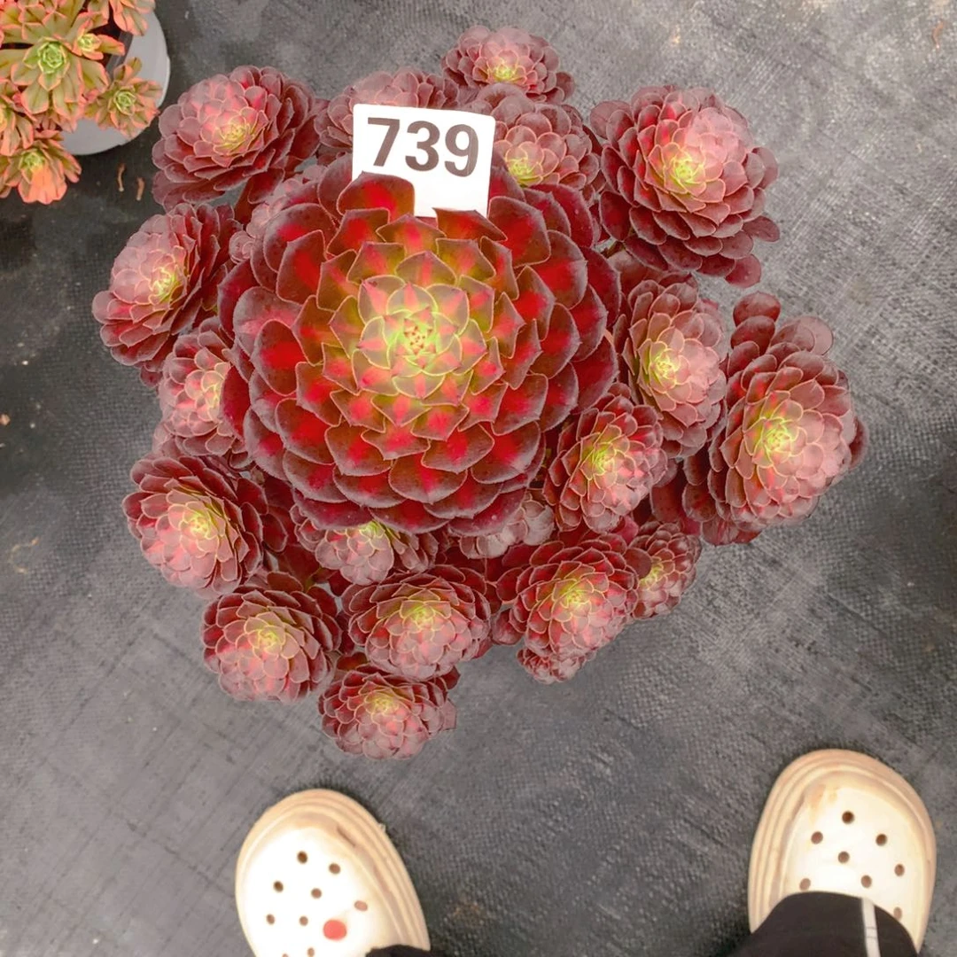 安琪拉739法师多肉