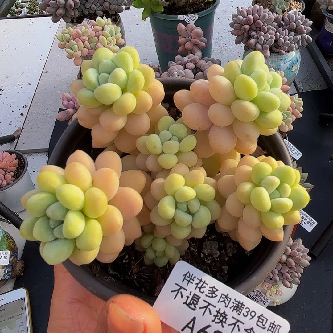 洛可可688/7cm运输掉叶