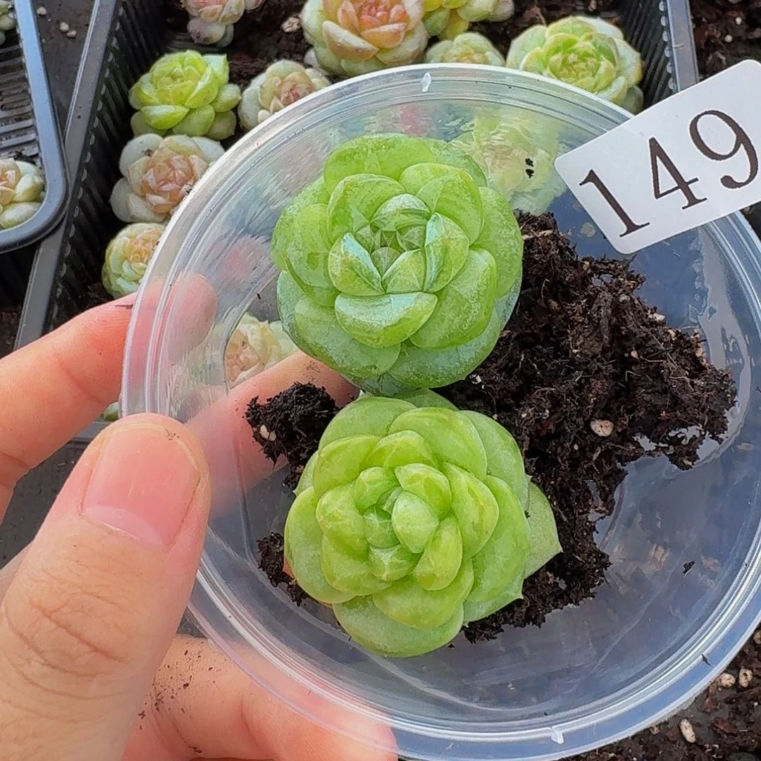 宋**宋多肉植物多肉植物149