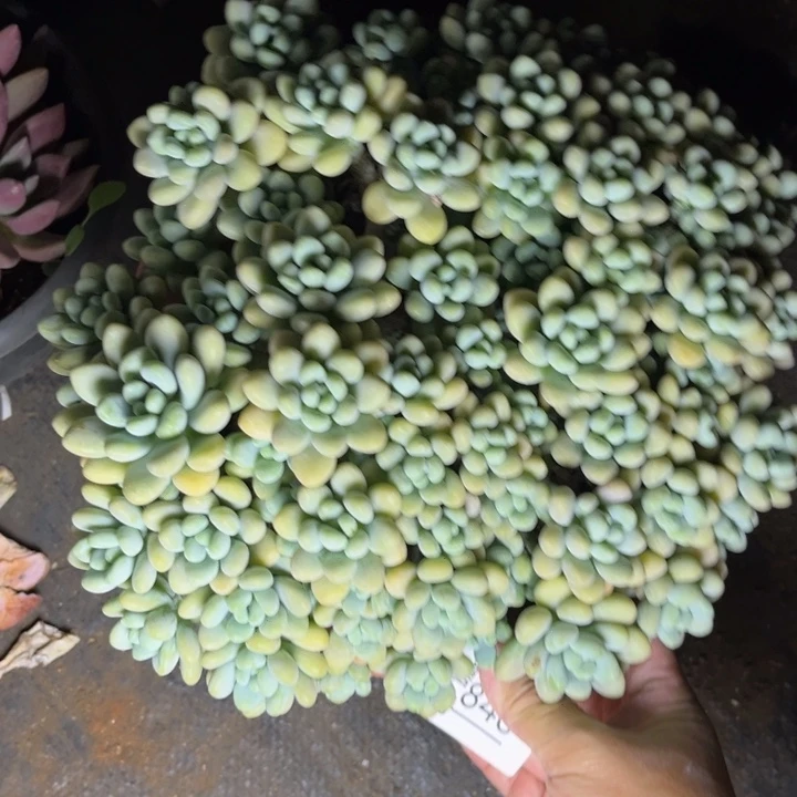 840洛可可多肉植物需要冷莲