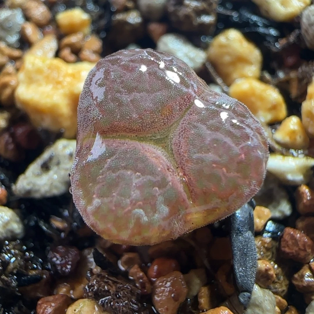 0677/c'm10奔奔/风铃/