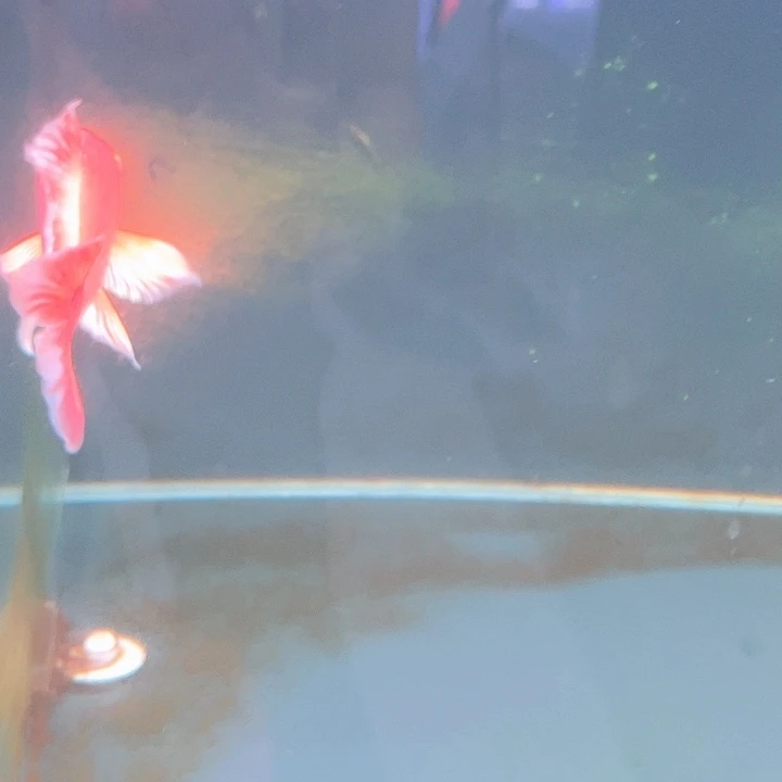 蝴蝶鲤南****商哈哈哈哈哈哈哈哈