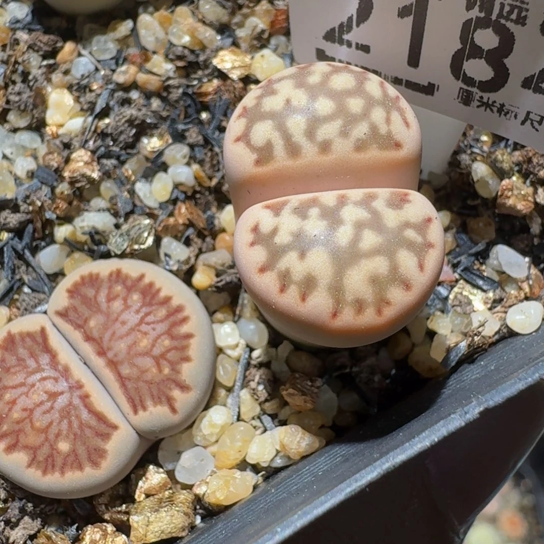 菲***崽板娘福利生石花2184