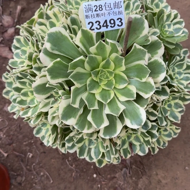 23493白凤多肉植物