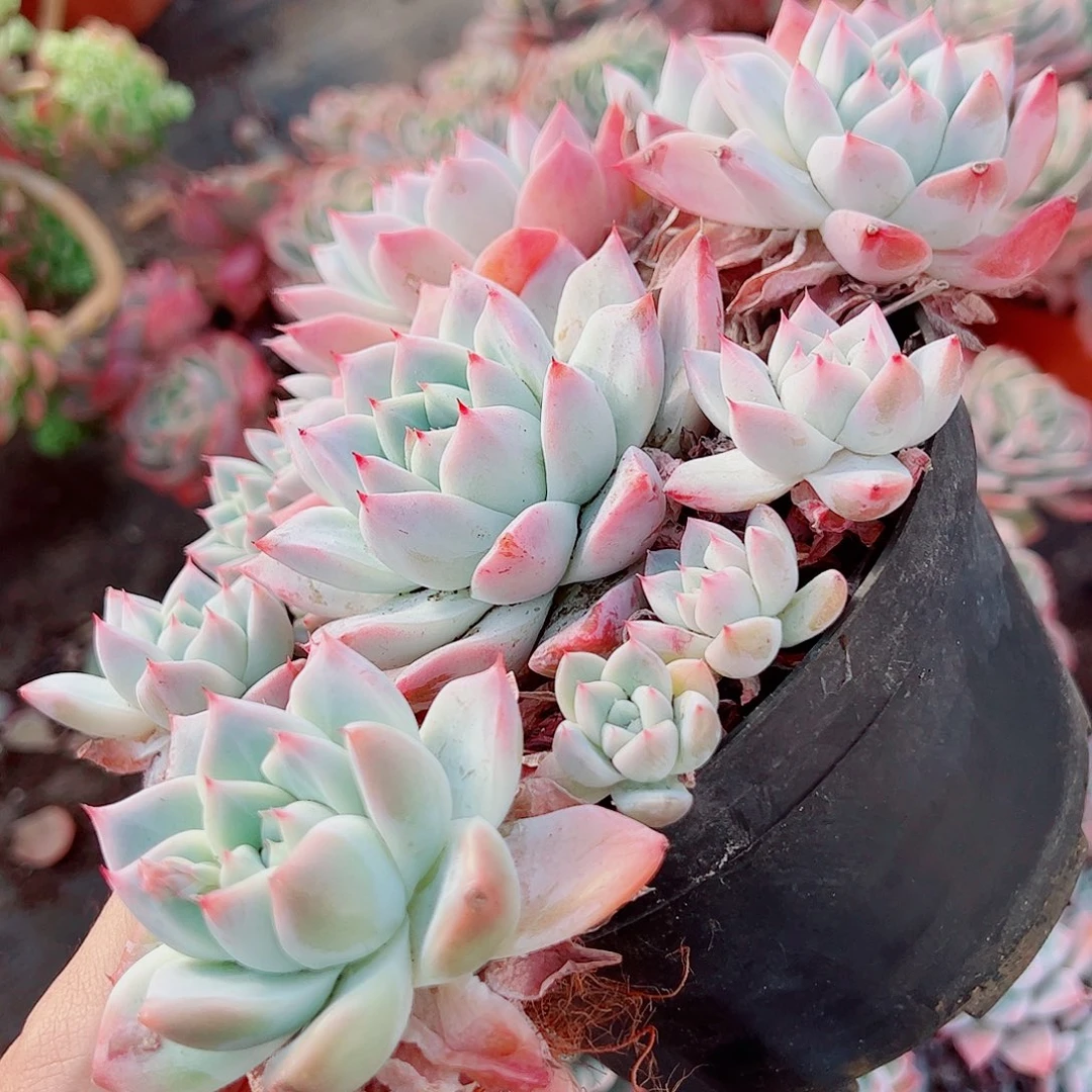 冰山美人多头造型精品特价