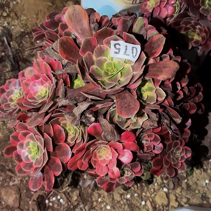 075凤冠多肉植物不售后