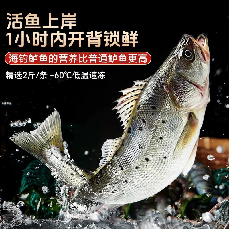 [京东次日达包邮]海鲈鱼去鳃去鳞去内脏海鲜清蒸烧烤带包装