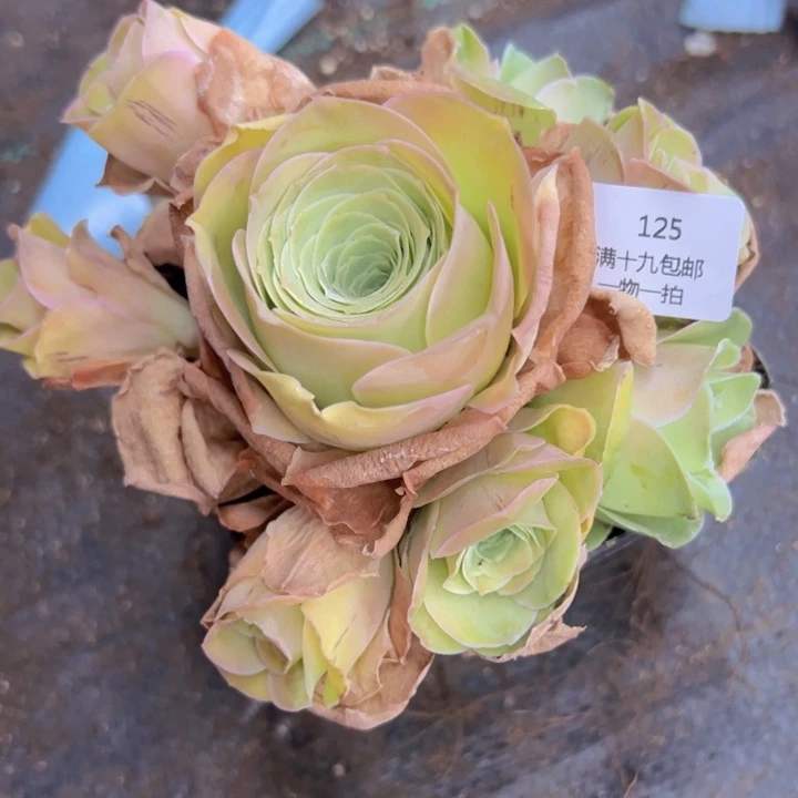 程*女125加帕裸根不带土发货不包损