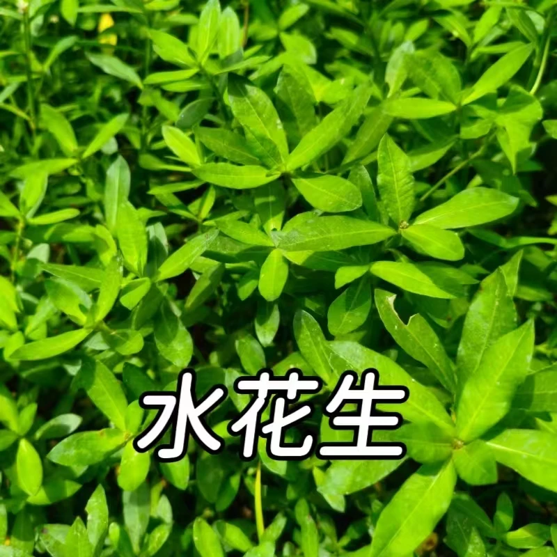 新鲜水花生水草晒干空心苋喜旱莲子草水缸豆养鱼池塘养殖净水植物