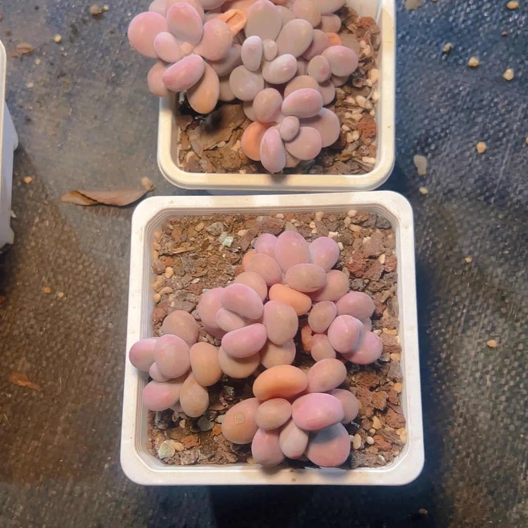 娓**来桃蛋两颗3070号一物一拍