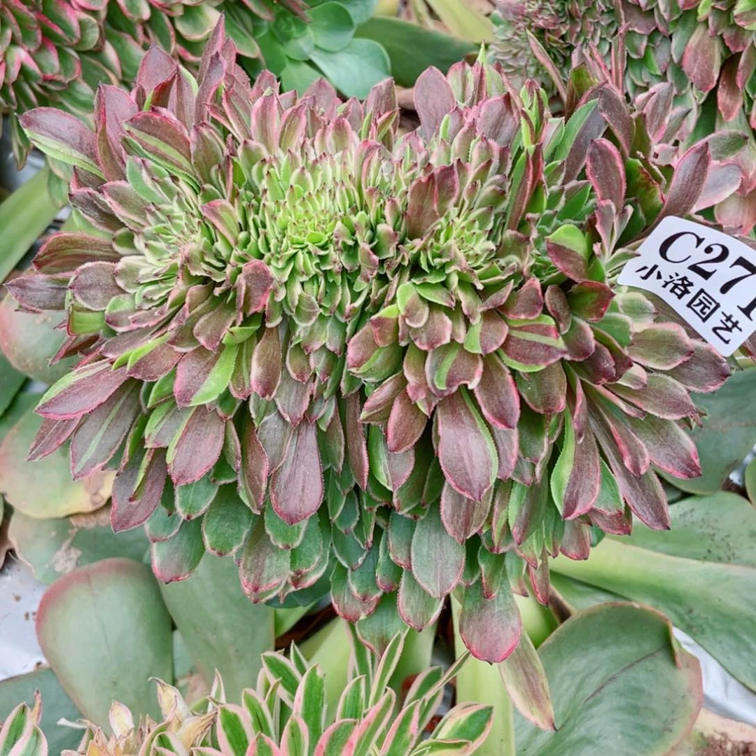 271号粉黛缀化无根发货