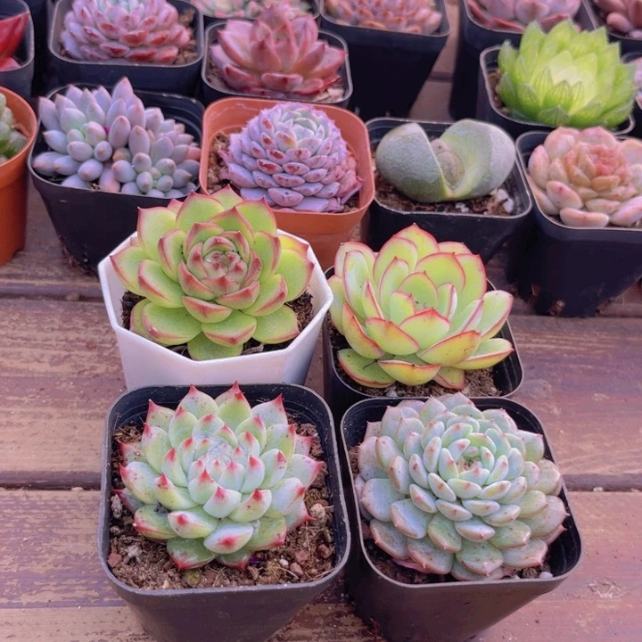 月亮石。牡丹亭。梦瑶。白胖