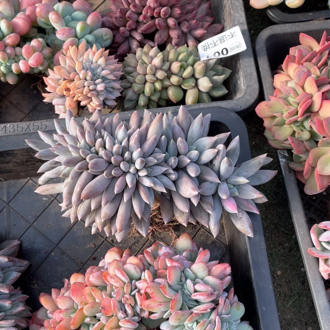 【闪购商品】完全开放哥特缀带锦