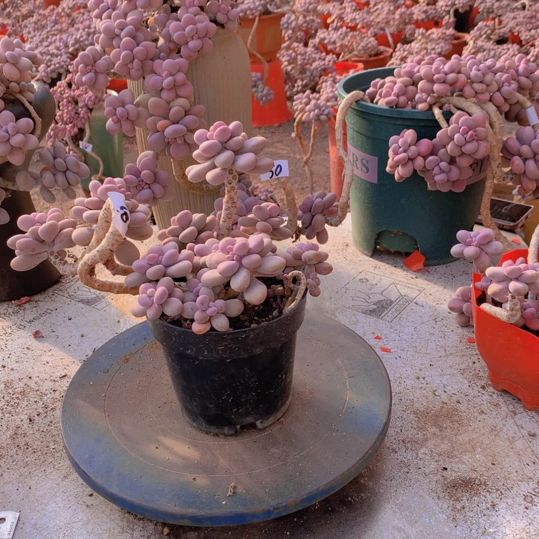 93一物一拍桃蛋老桩