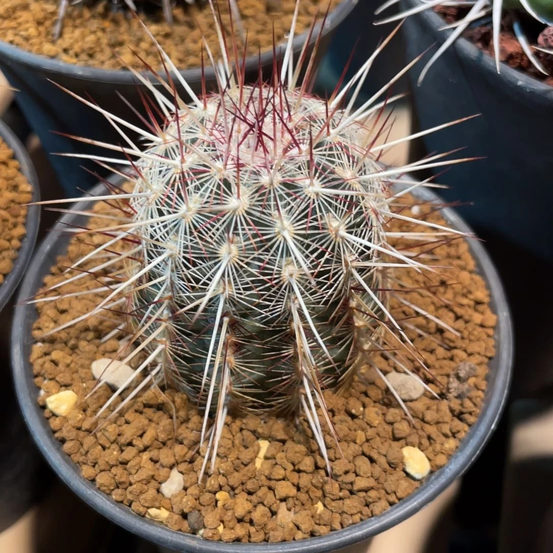 仙人球鹿角柱属红白司虾4.8厘米