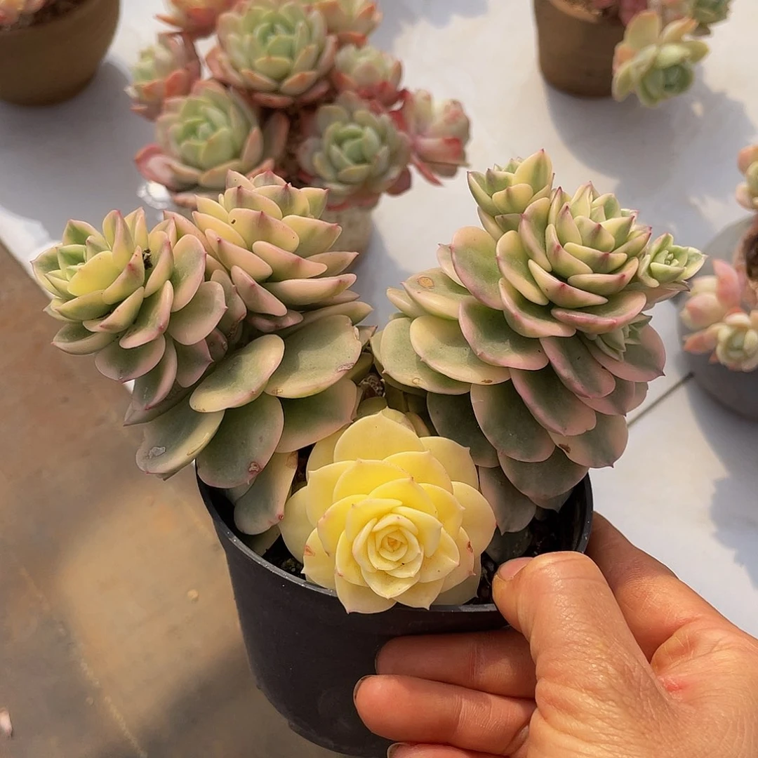 蜡牡丹锦多肉多肉