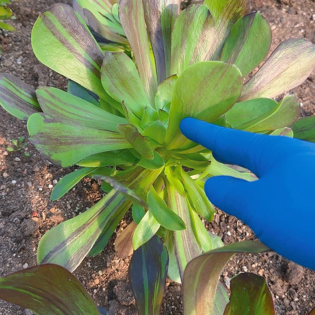 花斑路手捧多肉植物