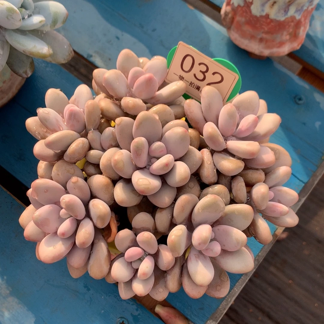 桃蛋矮桩平头无砍032