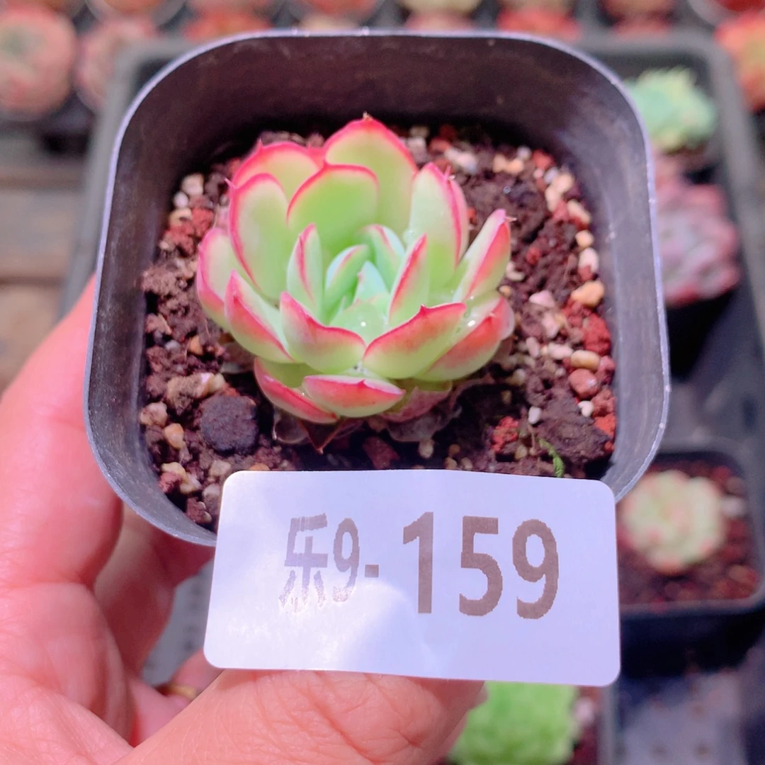 乐然9-159 草莓冰