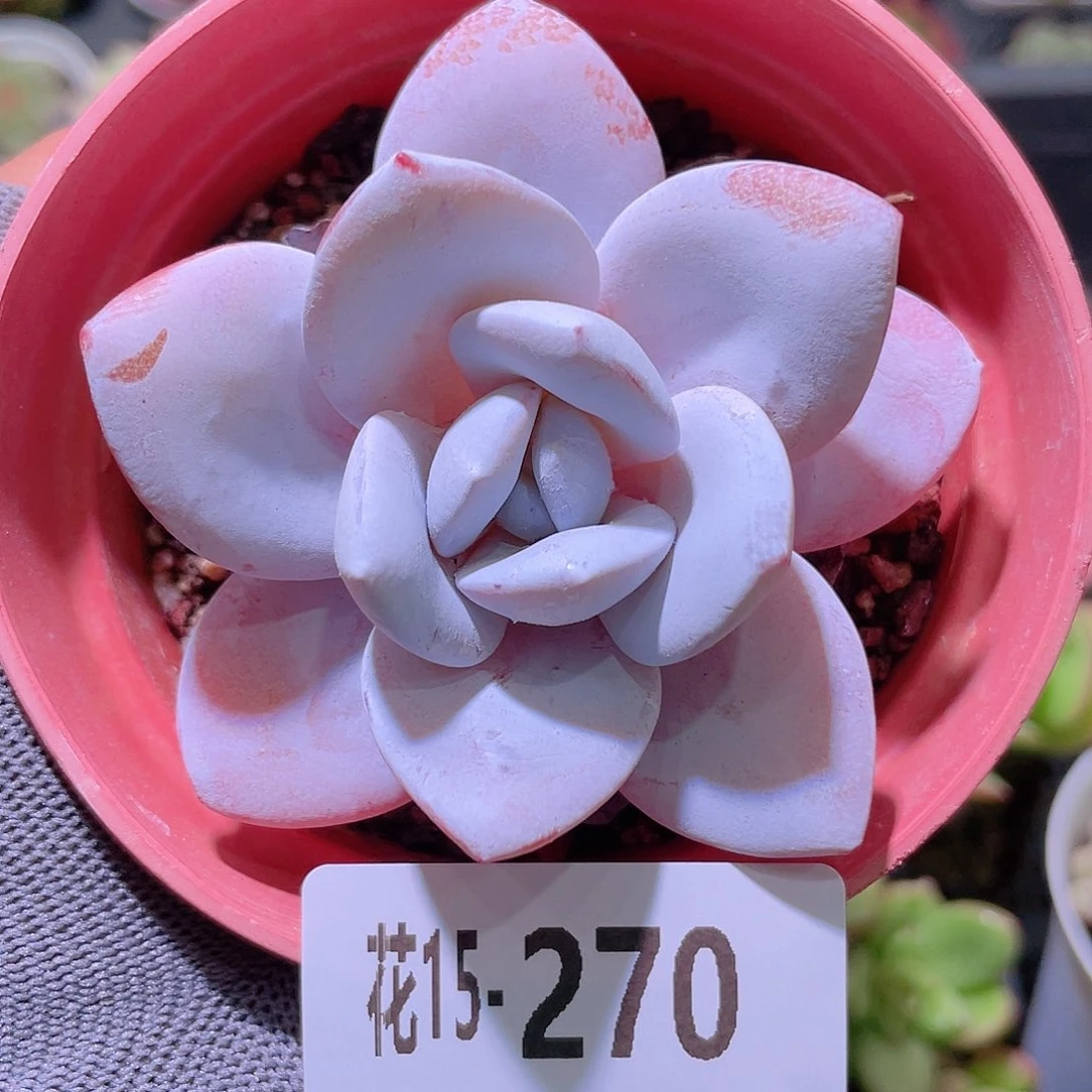 花利美15-270粉雪莲