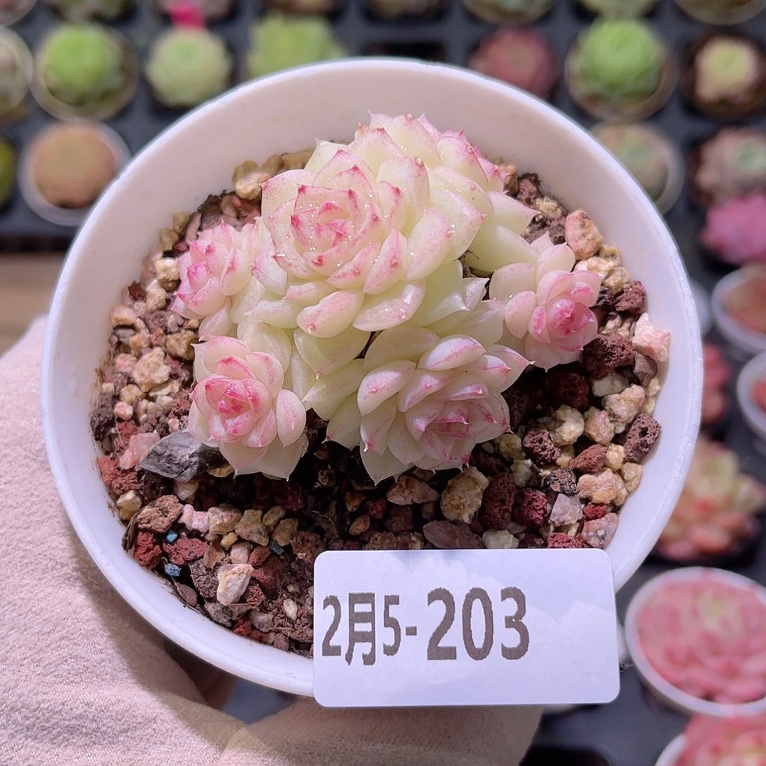 花利美5-203白天鹅