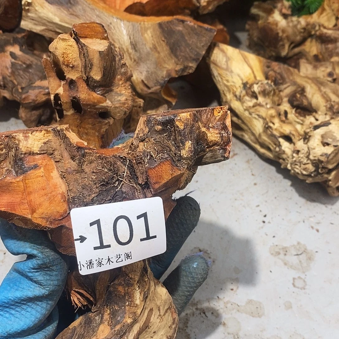 香榧木听*火琉璃……火琉璃