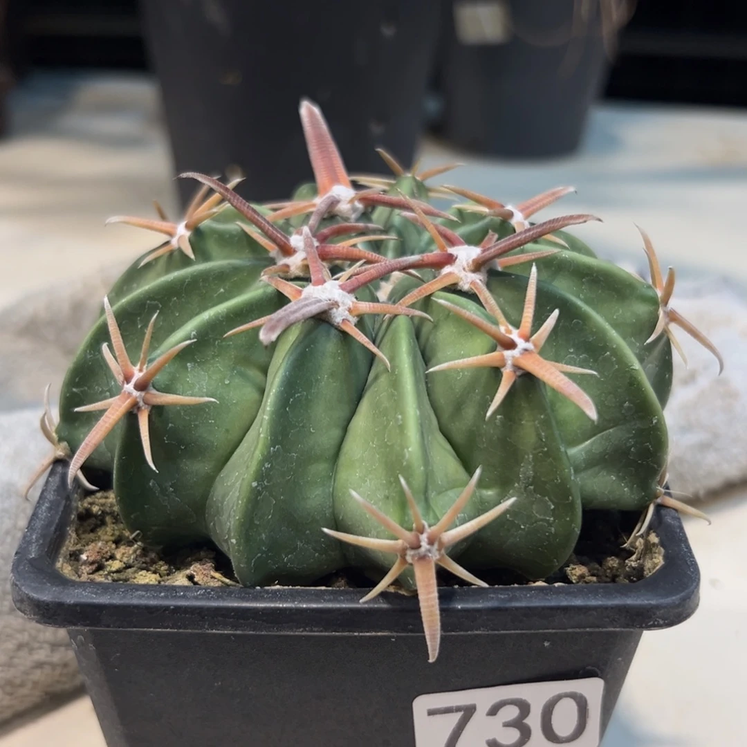 S***h宁波仙人球脱土发货植物730