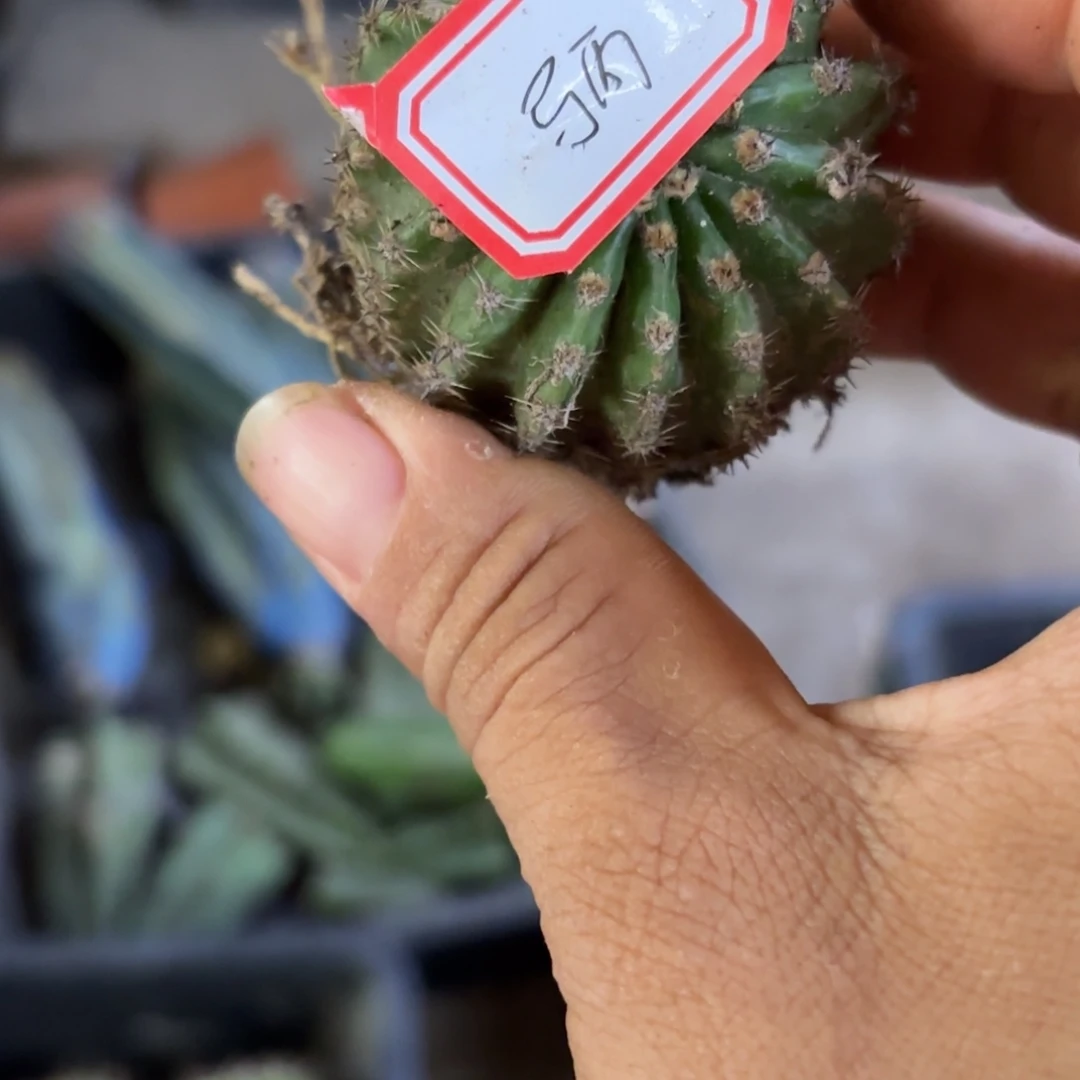 马丙有根四公分歪瑕