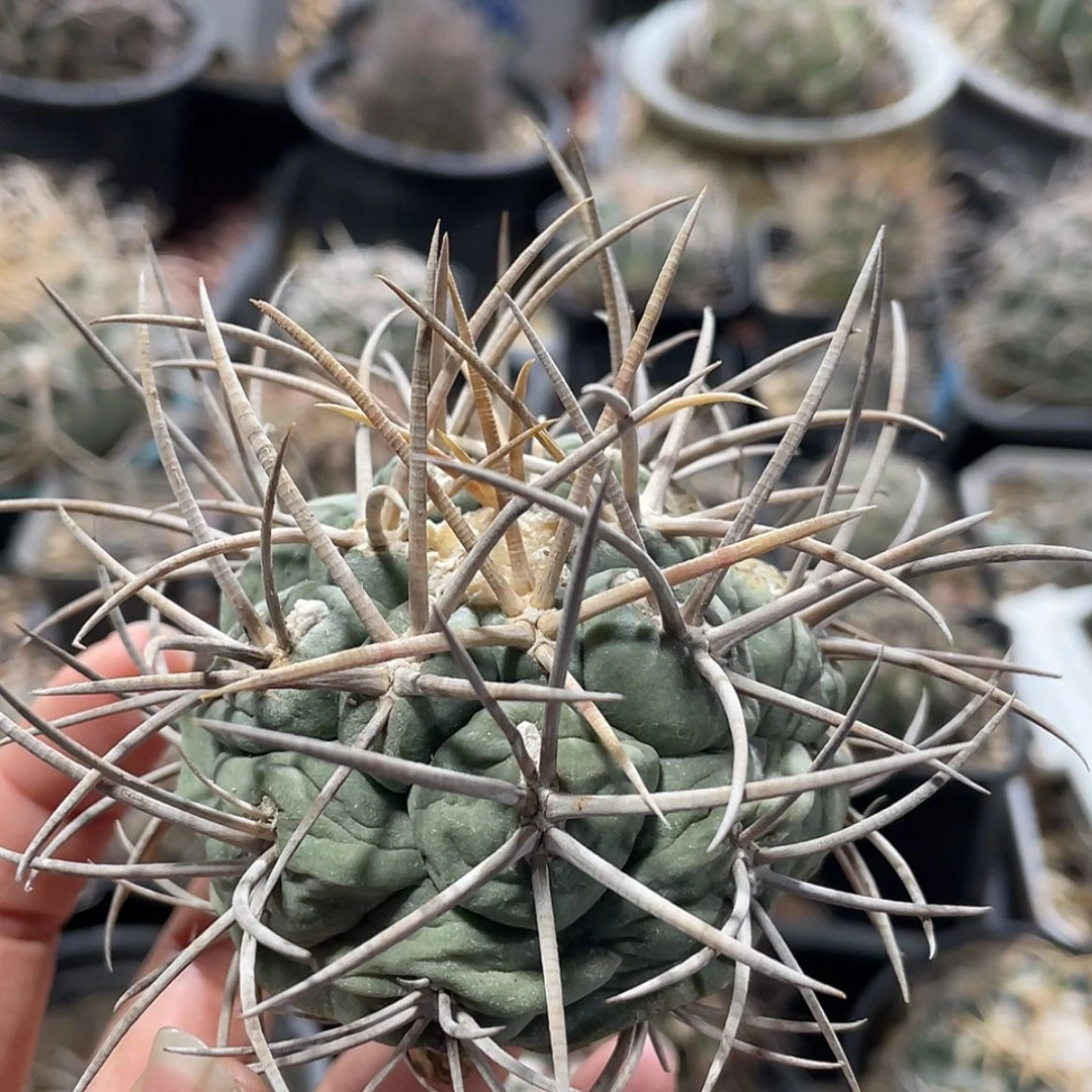 【闪购商品】高木菲冠龙养定根6666