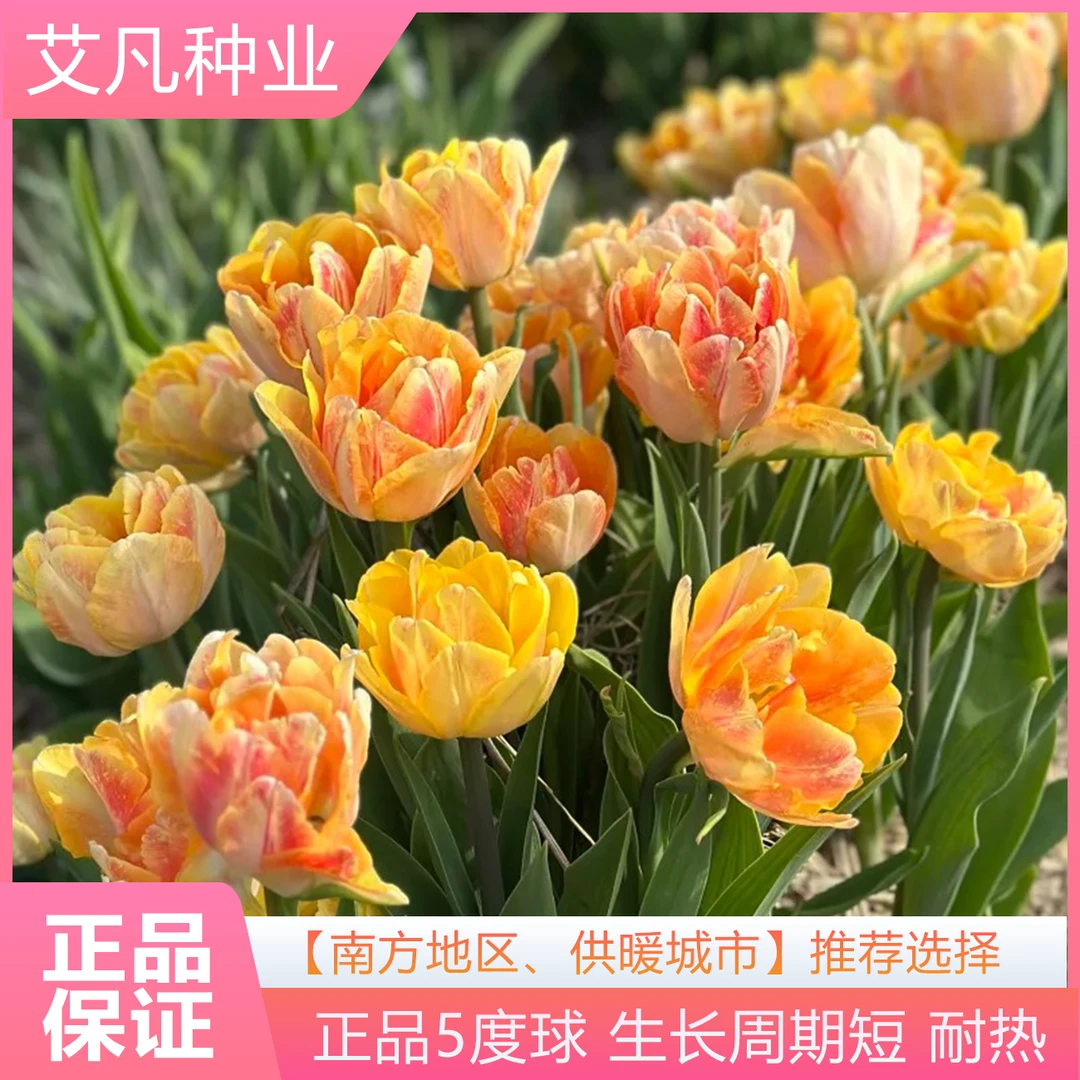 5度球郁金香种球进口稀有重瓣大球室内盆栽水培植物水养花卉种子