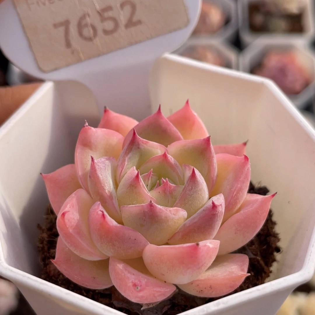 水晶玫瑰7652-4.5厘米