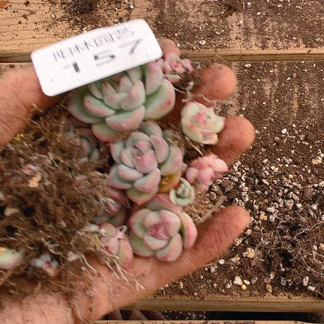 多肉植物多肉植物157