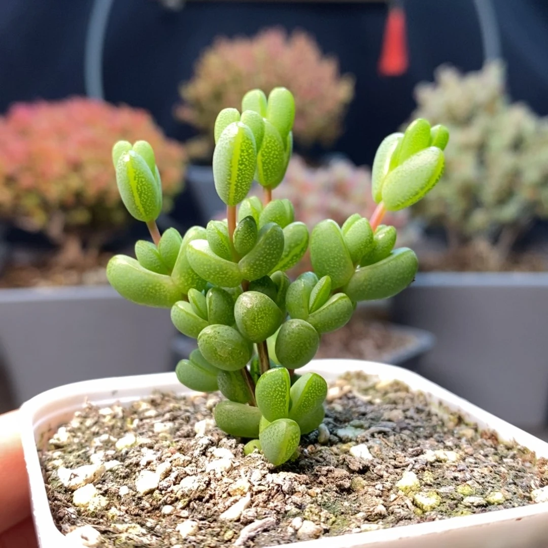 583元宝年后发货