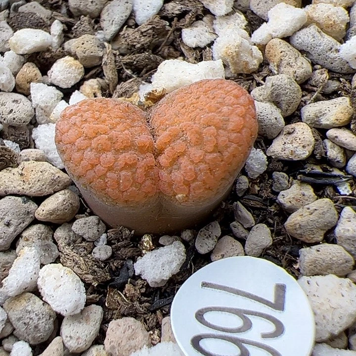 766号！1111111111111